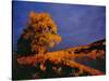 Large Cottonwood Catches Morning Light on the Missouri River, Montana, USA-Chuck Haney-Stretched Canvas