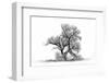 Large cottonwood tree at Quivira National Game Refuge-Michael Scheufler-Framed Photographic Print