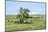 Large cottonwood tree in the Flint Hills of Kansas-Michael Scheufler-Mounted Photographic Print