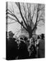 Large Crowd of Spectators Enjoying the Celebrations, During the Inauguration of Harry S. Truman-George Skadding-Stretched Canvas