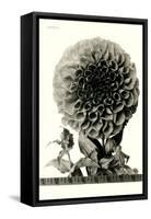 Large, Elaborate Flower Head-null-Framed Stretched Canvas