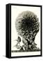 Large, Elaborate Flower Head-null-Framed Stretched Canvas