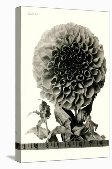 Large, Elaborate Flower Head-null-Stretched Canvas