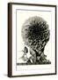 Large, Elaborate Flower Head-null-Framed Art Print