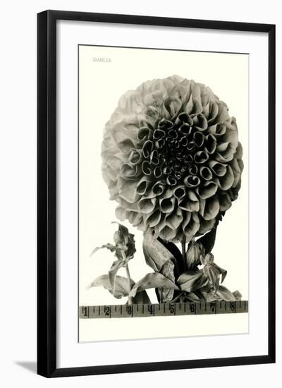 Large, Elaborate Flower Head-null-Framed Art Print