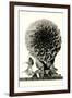 Large, Elaborate Flower Head-null-Framed Art Print