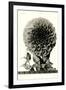 Large, Elaborate Flower Head-null-Framed Art Print