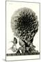 Large, Elaborate Flower Head-null-Mounted Art Print