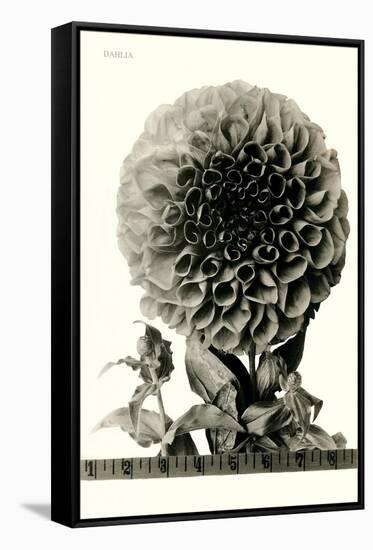 Large, Elaborate Flower Head-null-Framed Stretched Canvas