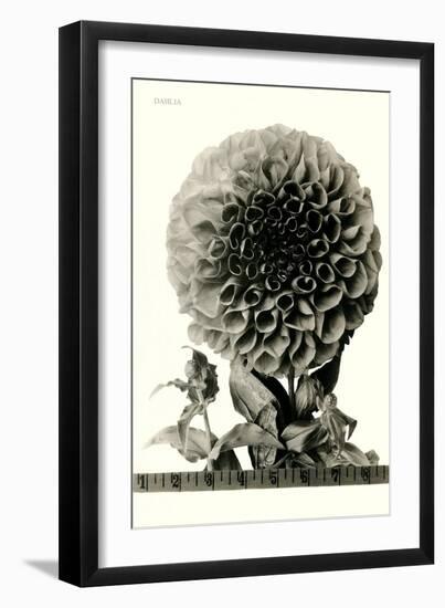 Large, Elaborate Flower Head-null-Framed Art Print