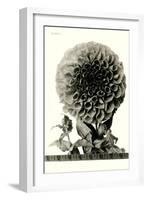 Large, Elaborate Flower Head-null-Framed Art Print