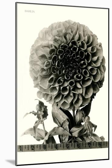 Large, Elaborate Flower Head-null-Mounted Art Print