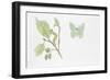 Large Emerald Butterfly, (Geometra Papilionaria)-null-Framed Giclee Print