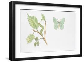 Large Emerald Butterfly, (Geometra Papilionaria)-null-Framed Giclee Print