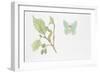 Large Emerald Butterfly, (Geometra Papilionaria)-null-Framed Giclee Print