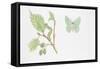 Large Emerald Butterfly, (Geometra Papilionaria)-null-Framed Stretched Canvas