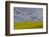 Large field of canola on the Washington State and Idaho border near Estes, Idaho-Darrell Gulin-Framed Photographic Print