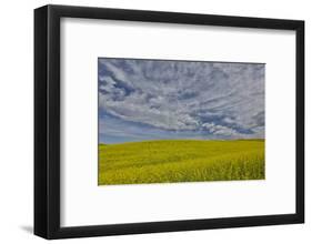 Large field of canola on the Washington State and Idaho border near Estes, Idaho-Darrell Gulin-Framed Photographic Print