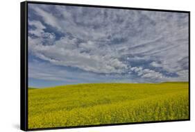 Large field of canola on the Washington State and Idaho border near Estes, Idaho-Darrell Gulin-Framed Stretched Canvas