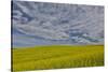 Large field of canola on the Washington State and Idaho border near Estes, Idaho-Darrell Gulin-Stretched Canvas