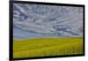 Large field of canola on the Washington State and Idaho border near Estes, Idaho-Darrell Gulin-Framed Photographic Print