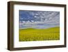 Large field of canola on the Washington State and Idaho border near Estes, Idaho-Darrell Gulin-Framed Photographic Print