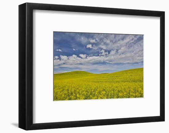 Large field of canola on the Washington State and Idaho border near Estes, Idaho-Darrell Gulin-Framed Photographic Print