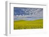 Large field of canola on the Washington State and Idaho border near Estes, Idaho-Darrell Gulin-Framed Photographic Print