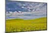 Large field of canola on the Washington State and Idaho border near Estes, Idaho-Darrell Gulin-Mounted Photographic Print