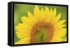 Large Field of Sunflowers Near Moses Lake, Wa, USA-Stuart Westmorland-Framed Stretched Canvas