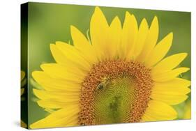 Large Field of Sunflowers Near Moses Lake, Wa, USA-Stuart Westmorland-Stretched Canvas