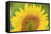 Large Field of Sunflowers Near Moses Lake, Wa, USA-Stuart Westmorland-Framed Stretched Canvas