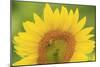 Large Field of Sunflowers Near Moses Lake, Wa, USA-Stuart Westmorland-Mounted Photographic Print