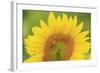 Large Field of Sunflowers Near Moses Lake, Wa, USA-Stuart Westmorland-Framed Photographic Print