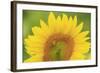 Large Field of Sunflowers Near Moses Lake, Wa, USA-Stuart Westmorland-Framed Photographic Print