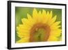 Large Field of Sunflowers Near Moses Lake, Wa, USA-Stuart Westmorland-Framed Photographic Print