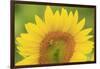 Large Field of Sunflowers Near Moses Lake, Wa, USA-Stuart Westmorland-Framed Photographic Print