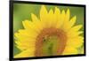 Large Field of Sunflowers Near Moses Lake, Wa, USA-Stuart Westmorland-Framed Photographic Print