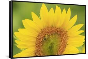 Large Field of Sunflowers Near Moses Lake, Wa, USA-Stuart Westmorland-Framed Stretched Canvas