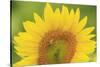 Large Field of Sunflowers Near Moses Lake, Wa, USA-Stuart Westmorland-Stretched Canvas