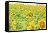 Large Field of Sunflowers Near Moses Lake, Wa, USA-Stuart Westmorland-Framed Stretched Canvas