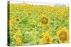 Large Field of Sunflowers Near Moses Lake, Wa, USA-Stuart Westmorland-Stretched Canvas