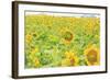 Large Field of Sunflowers Near Moses Lake, Wa, USA-Stuart Westmorland-Framed Photographic Print