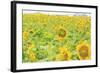 Large Field of Sunflowers Near Moses Lake, Wa, USA-Stuart Westmorland-Framed Photographic Print