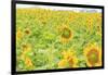 Large Field of Sunflowers Near Moses Lake, Wa, USA-Stuart Westmorland-Framed Photographic Print