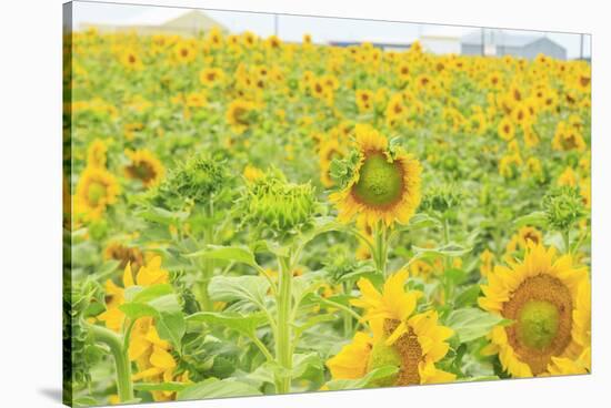 Large Field of Sunflowers Near Moses Lake, Wa, USA-Stuart Westmorland-Stretched Canvas