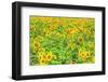 Large Field of Sunflowers Near Moses Lake, Wa, USA-Stuart Westmorland-Framed Photographic Print