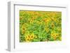 Large Field of Sunflowers Near Moses Lake, Wa, USA-Stuart Westmorland-Framed Photographic Print