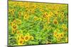 Large Field of Sunflowers Near Moses Lake, Wa, USA-Stuart Westmorland-Mounted Photographic Print