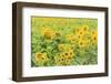 Large Field of Sunflowers Near Moses Lake, Wa, USA-Stuart Westmorland-Framed Photographic Print